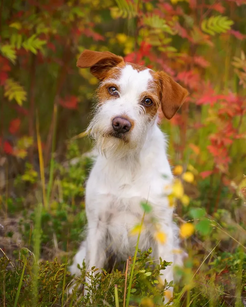 Melhor Alimentação para Cães com Alergias e Infecções por Levedura