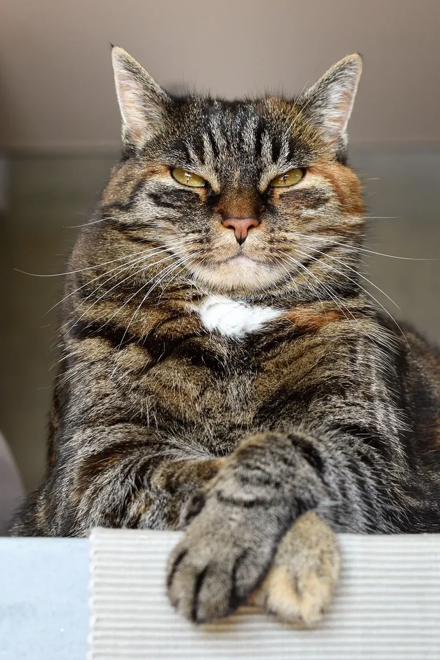 Melhor Ração Hipoalergênica para Gatos Sem Grãos: Um Guia Completo