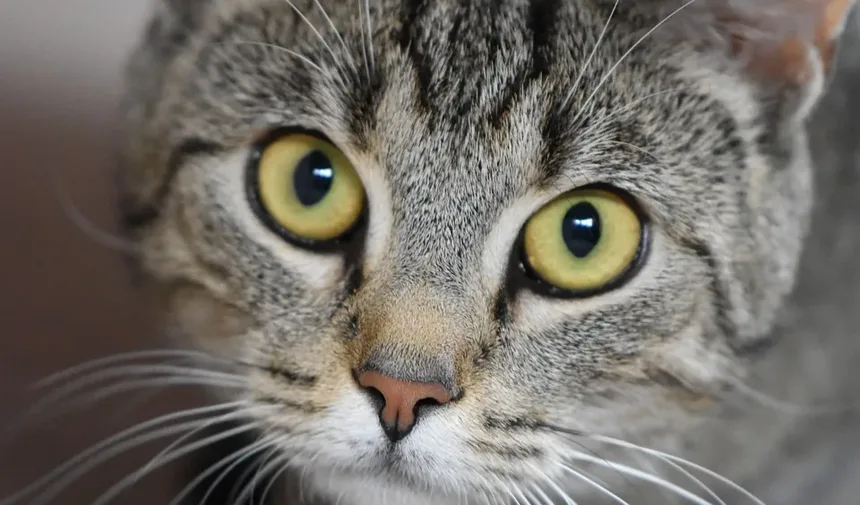 Melhor Ração Hipoalergênica para Gatos Sem Grãos: Um Guia Completo