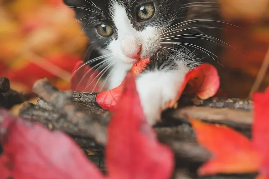 Melhor Ração Hipoalergênica para Gatos Sem Grãos: Um Guia Completo