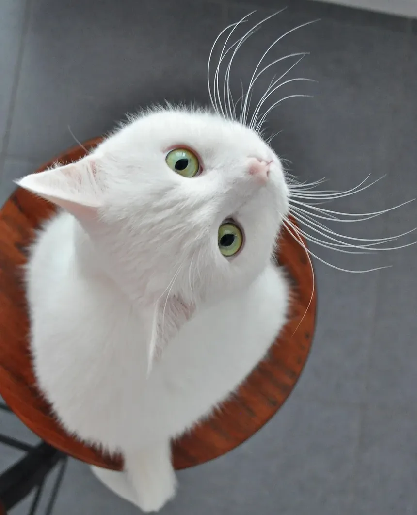 Melhor Ração Hipoalergênica para Gatos com Alergias de Pele: Um Guia Completo