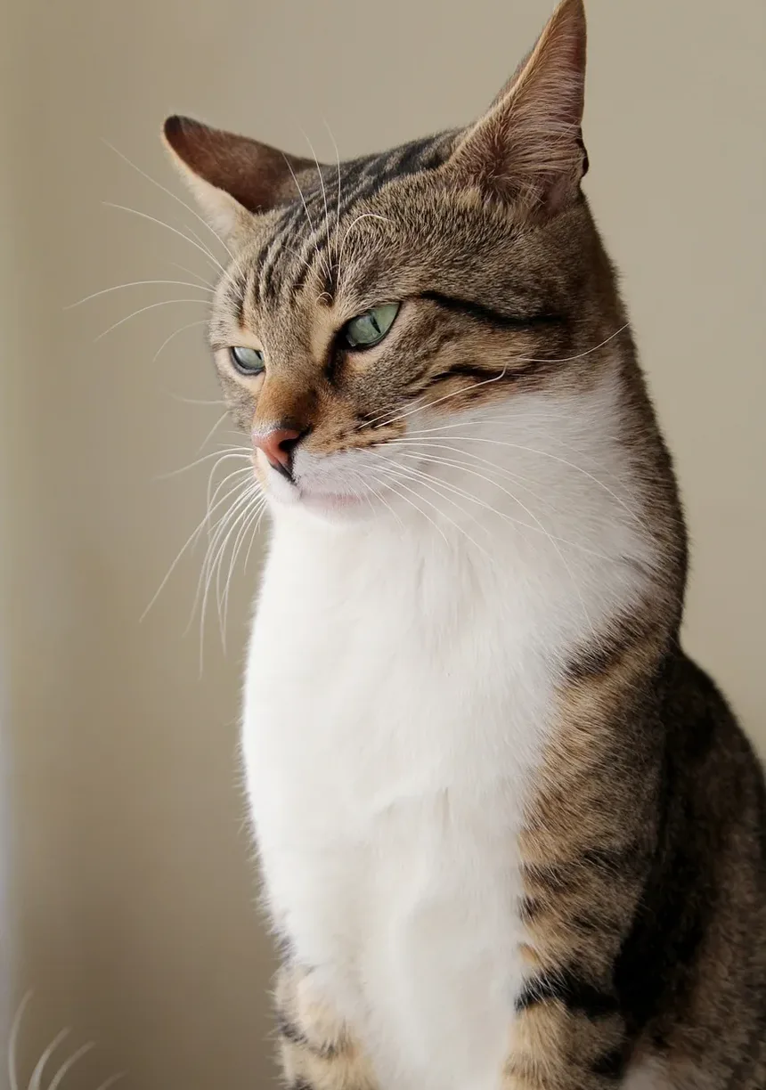 Melhor Ração Hipoalergênica para Gatos com Alergias de Pele: Um Guia Completo
