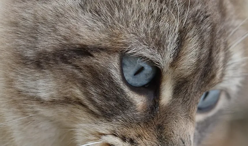 Melhor Ração Hipoalergênica para Gatos com Alergias de Pele: Um Guia Completo
