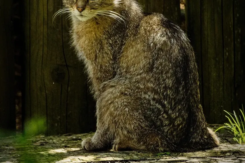 Melhor Ração Hipoalergênica para Gatos com Alergias de Pele: Um Guia Completo