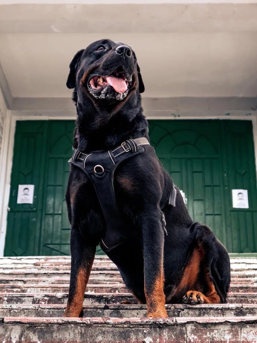Melhor Medicamento para Osteoartrite em Cães com EPI