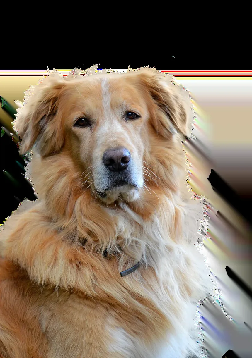 Melhor Medicamento para Osteoartrite em Cães com EPI
