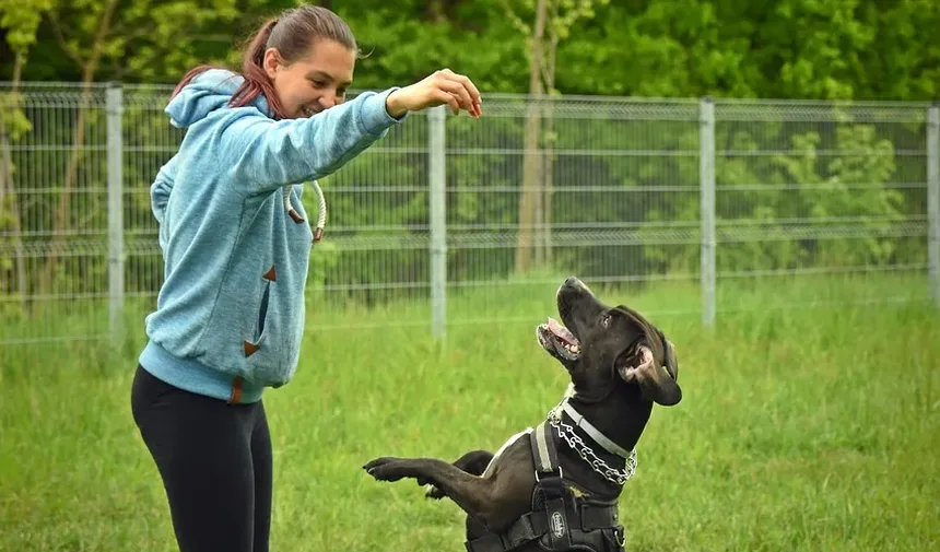 Melhor Medicamento para Osteoartrite em Cães com EPI