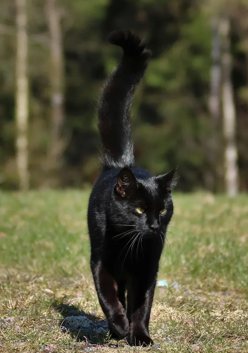 Uma Infecção nos Olhos do Gato Pode Causar Febre?