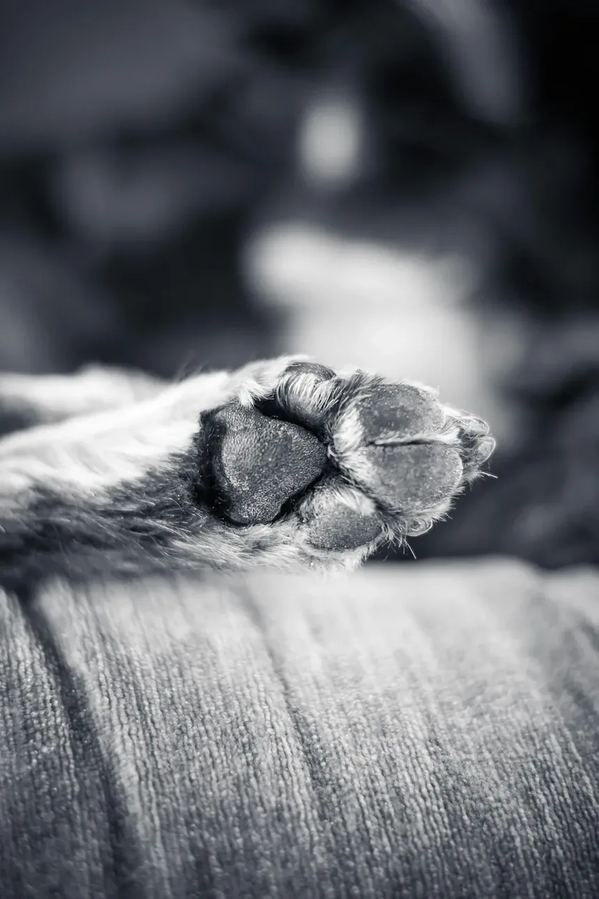 Cães Podem Sobreviver a uma Convulsão? Entendendo as Convulsões Caninas e Seu Manejo