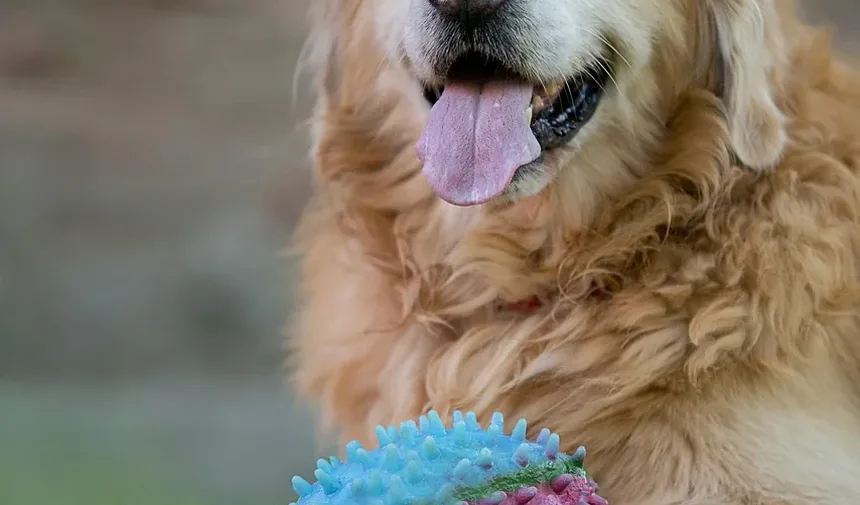 Cães Podem Sobreviver a uma Convulsão? Entendendo as Convulsões Caninas e Seu Manejo