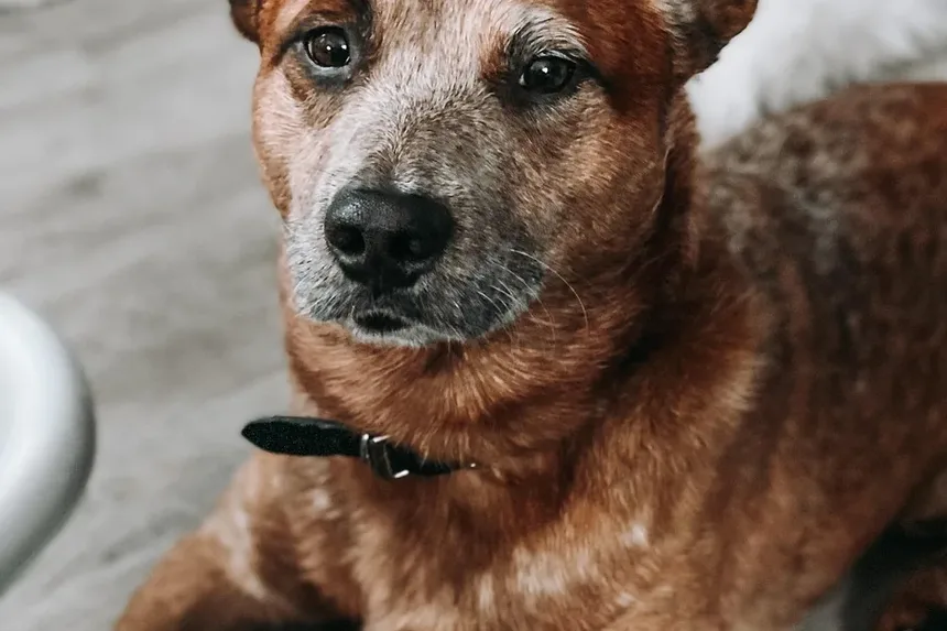 Cães Podem Sobreviver a uma Convulsão? Entendendo as Convulsões Caninas e Seu Manejo