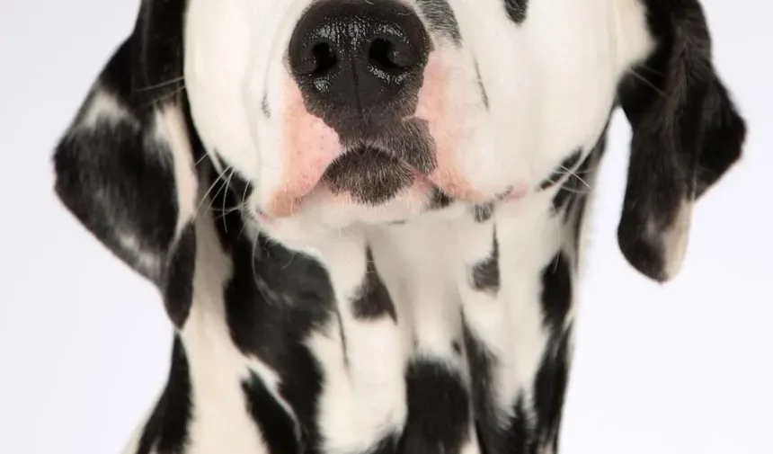 Meu Cão Pode Viver uma Vida Normal com Convulsões?