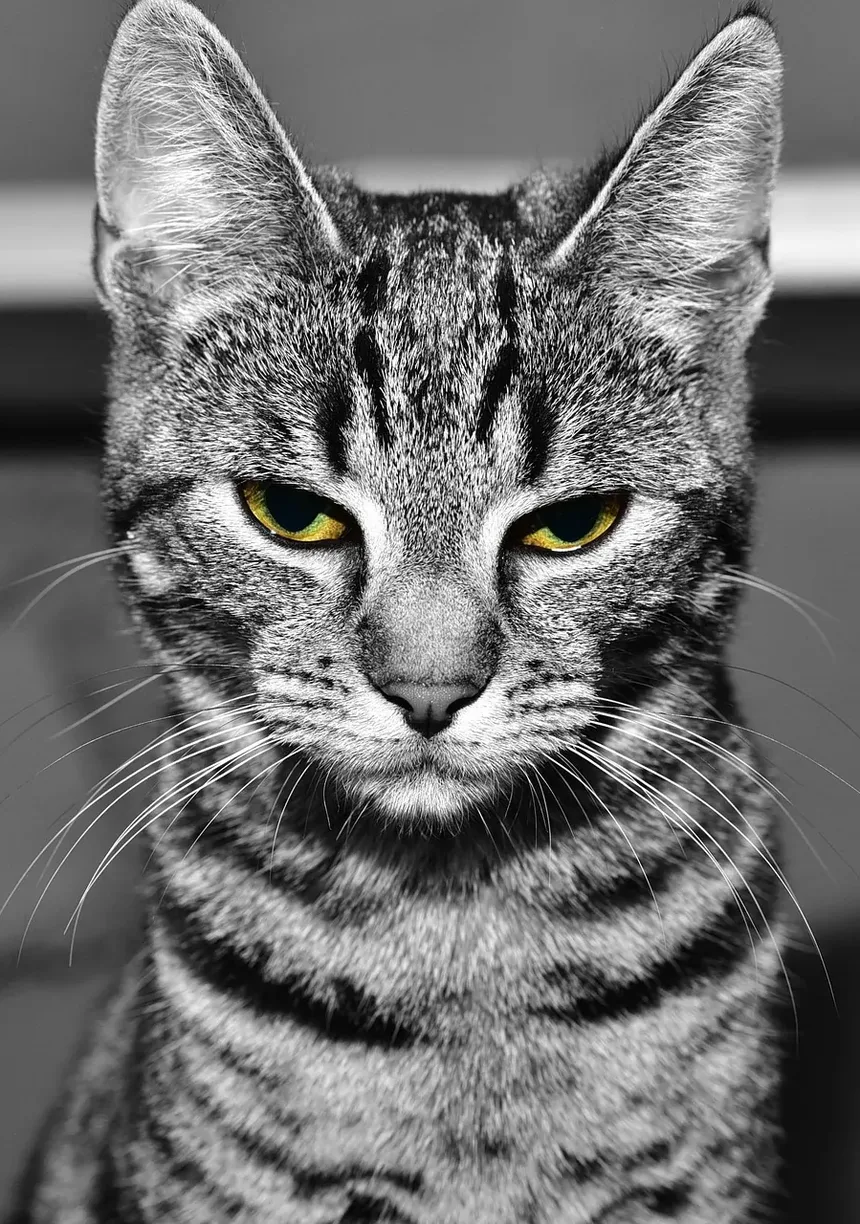 Tratamento de Infecção Torácica em Gatos: Um Guia Completo