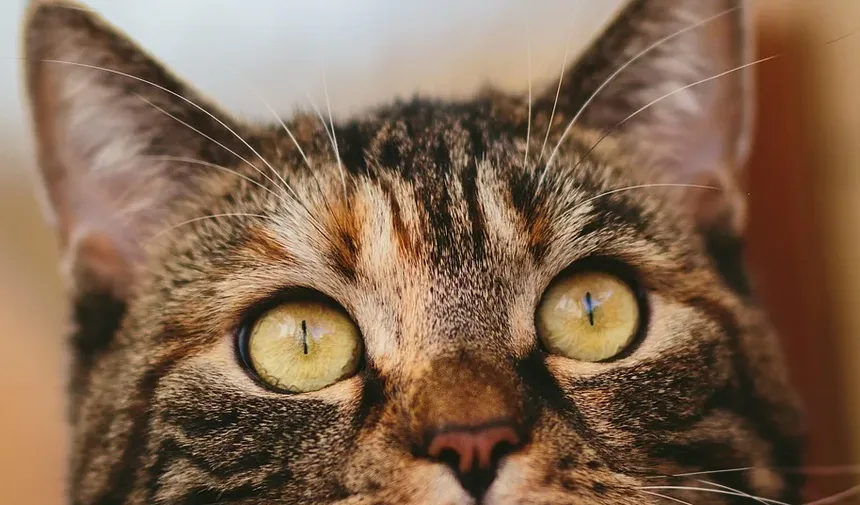 Tratamento de Infecção Torácica em Gatos: Um Guia Completo