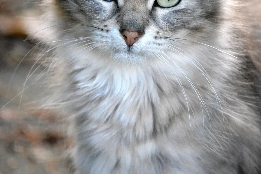 Tratamento de Infecção Torácica em Gatos: Um Guia Completo