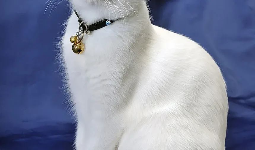 Tratamento de Infecção Respiratória Superior em Gatos: Amoxicilina e Mais