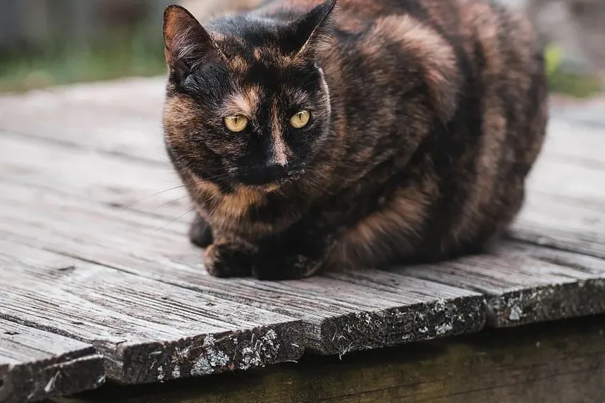 Tratamento de Infecção Respiratória Superior em Gatos: Amoxicilina e Mais