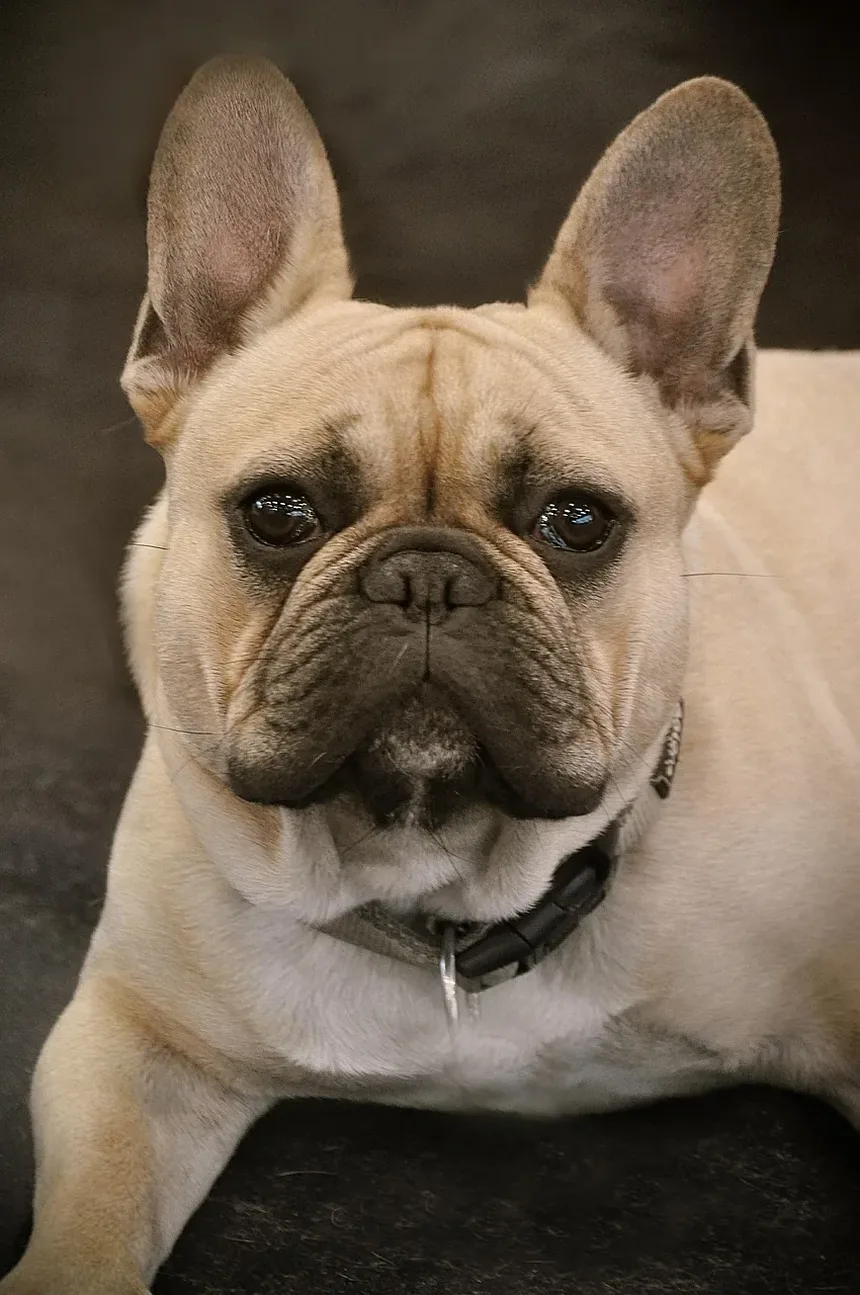 Causas das Doenças Dentárias em Cães