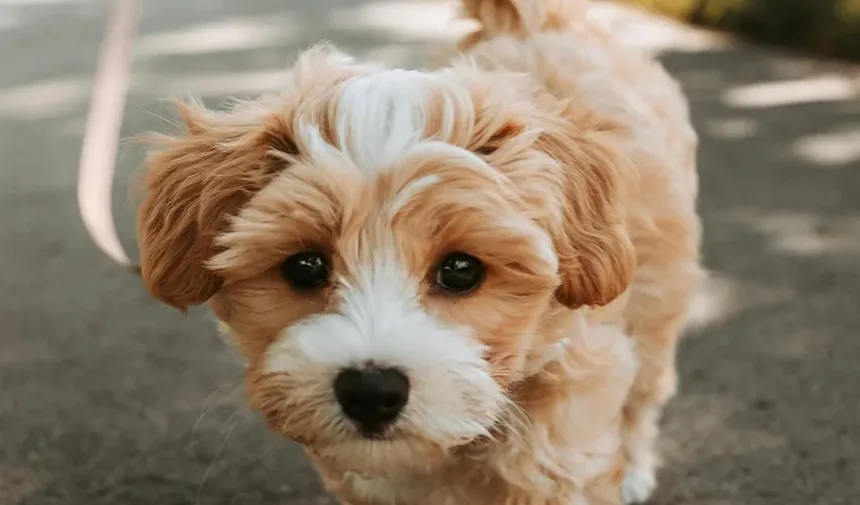 Causas das Doenças Dentárias em Cães