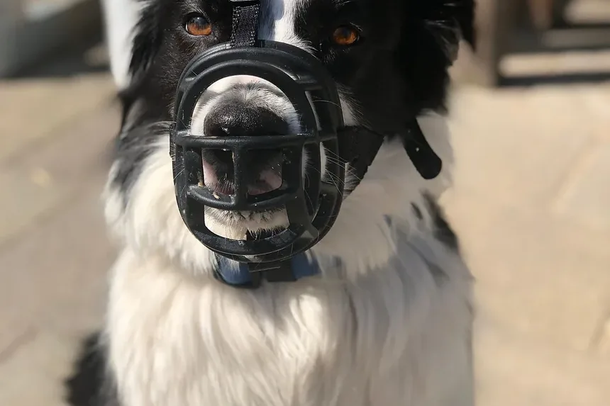 Causas das Doenças Dentárias em Cães