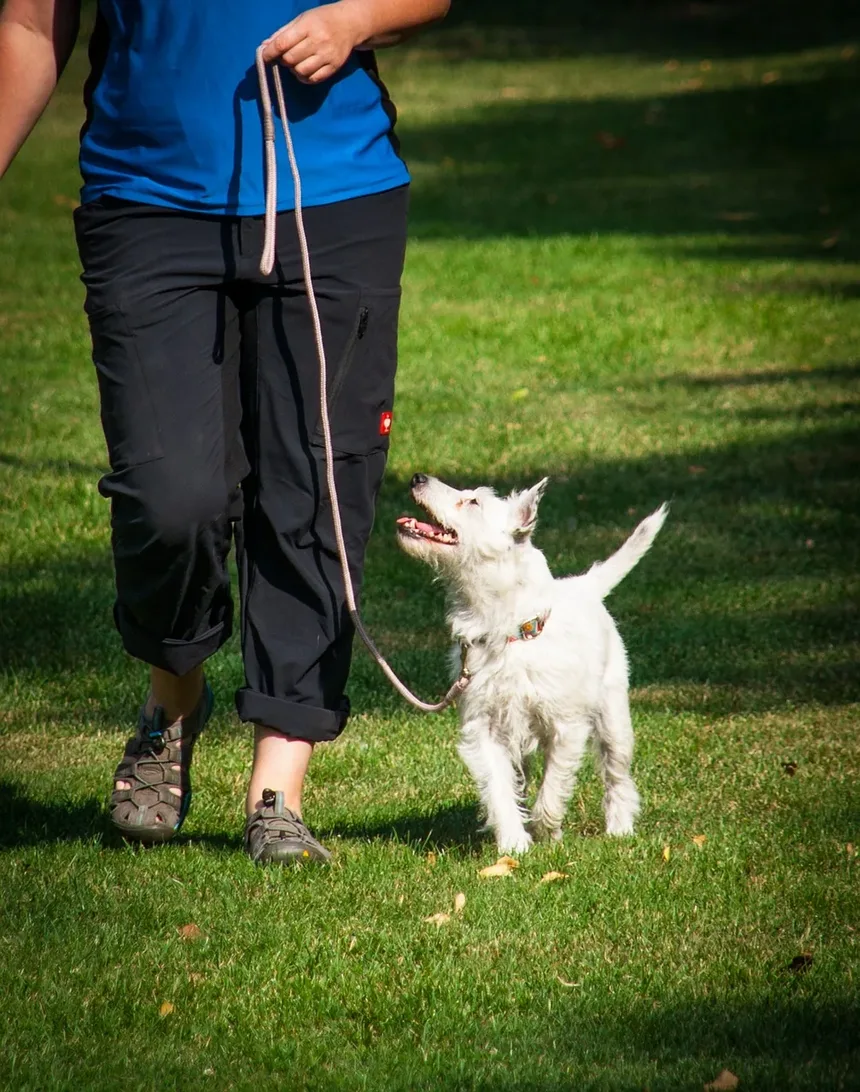 Causas de Diarreia com Sangue e Vômito em Cães: Compreendendo os Riscos