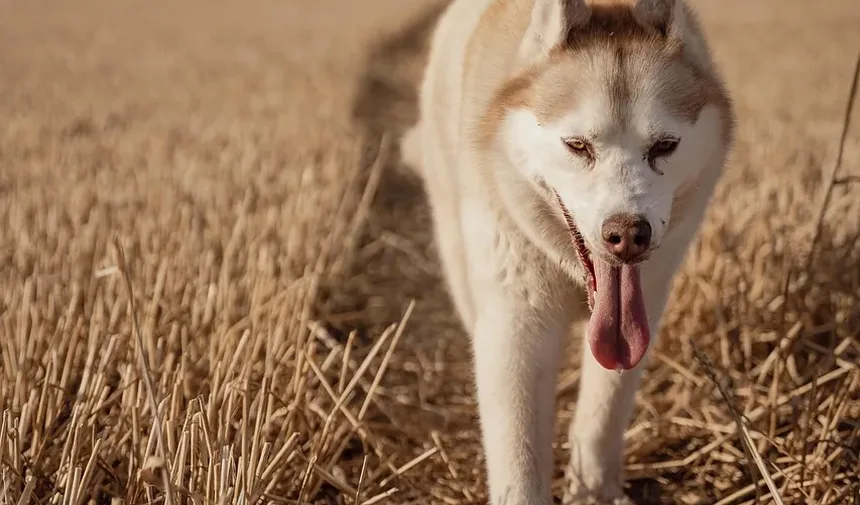 Causas de Diarreia com Sangue e Vômito em Cães: Compreendendo os Riscos