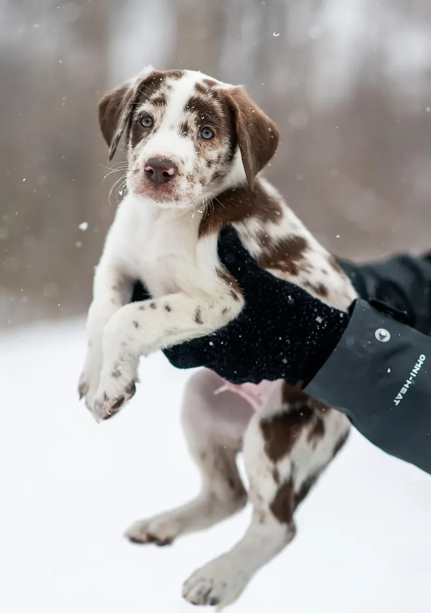Tratamento para Acúmulo de Cera no Ouvido do Cão: Um Guia Completo