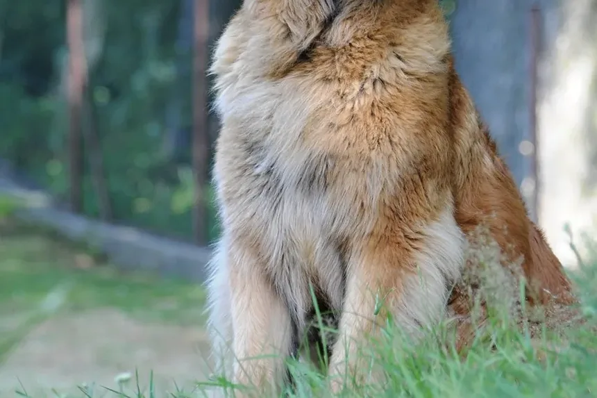 Tratamento para Acúmulo de Cera no Ouvido do Cão: Um Guia Completo