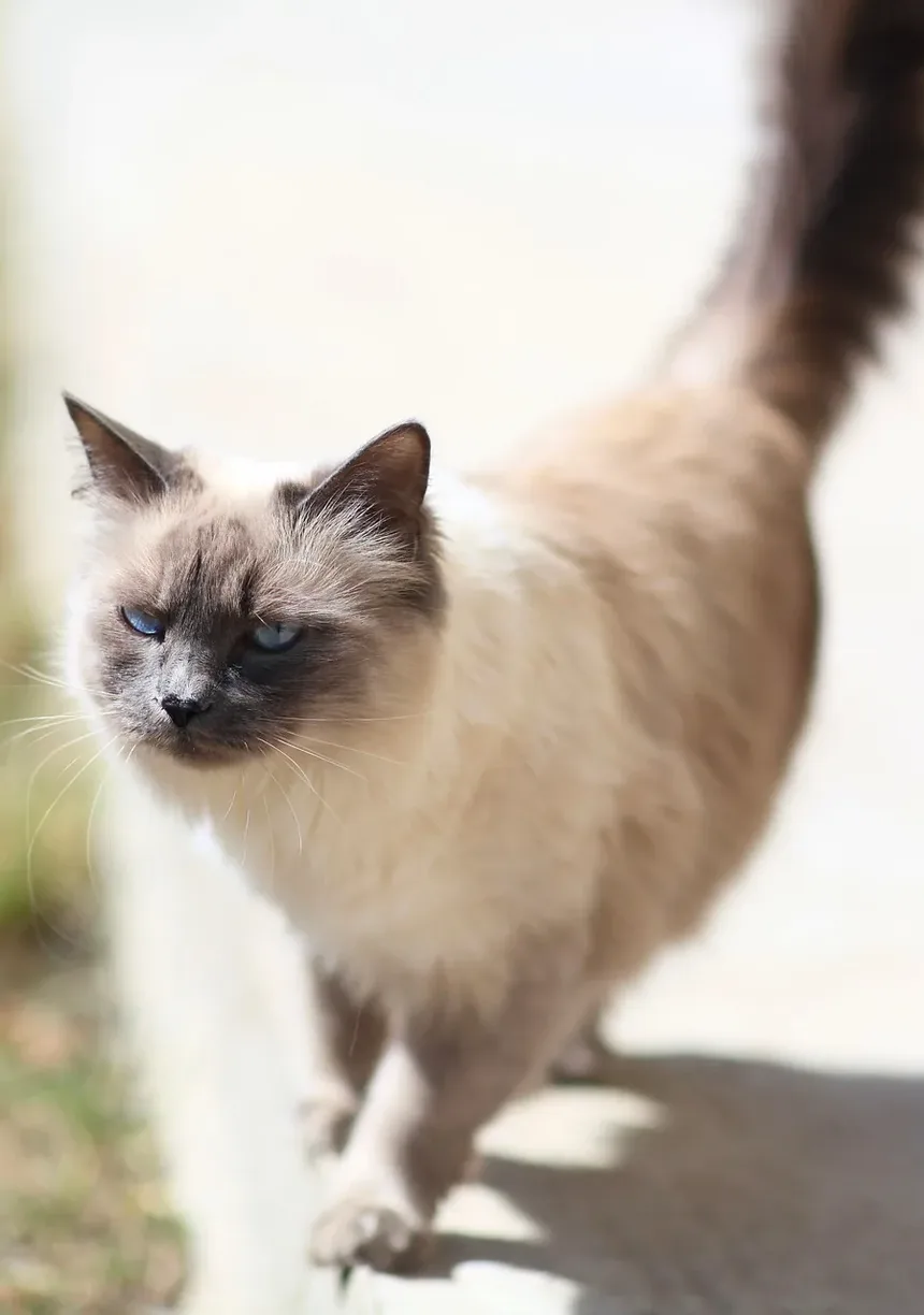 Tratamento de Infecção Respiratória em Gatos Feral: Um Guia Completo