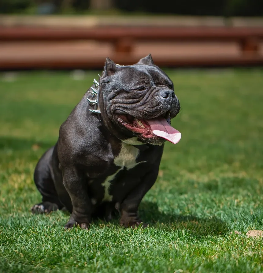 Problemas de Saúde em Raças de Cães: Uma Visão Abrangente