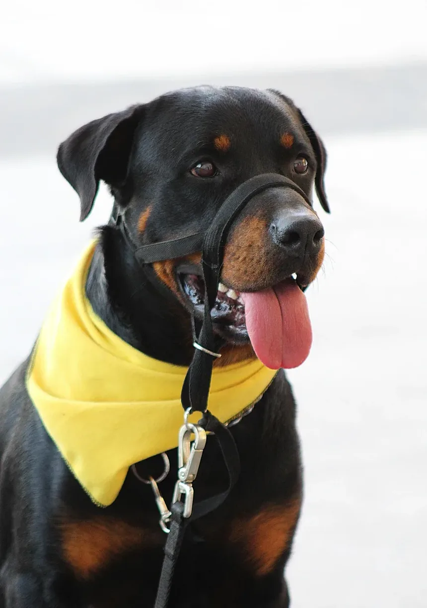 Problemas de Saúde em Raças de Cães: Uma Visão Abrangente