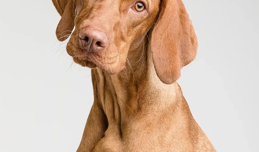 Problemas de Saúde em Raças de Cães: Uma Visão Abrangente