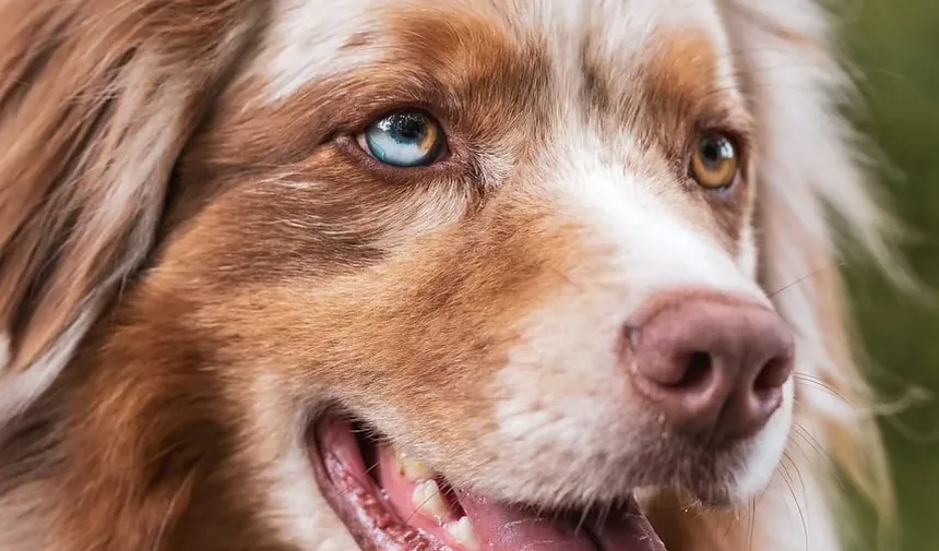 Remédios Caseiros para Intoxicação por Anticongelante em Cães