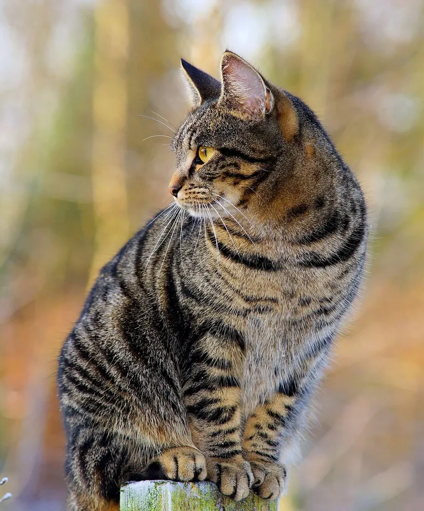 Remédio Caseiro para Inchaço no Rosto do Gato por Alergias: Soluções Eficazes