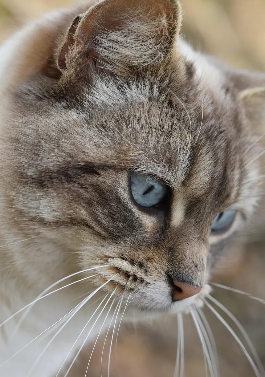Remédio Caseiro para Inchaço no Rosto do Gato por Alergias: Soluções Eficazes