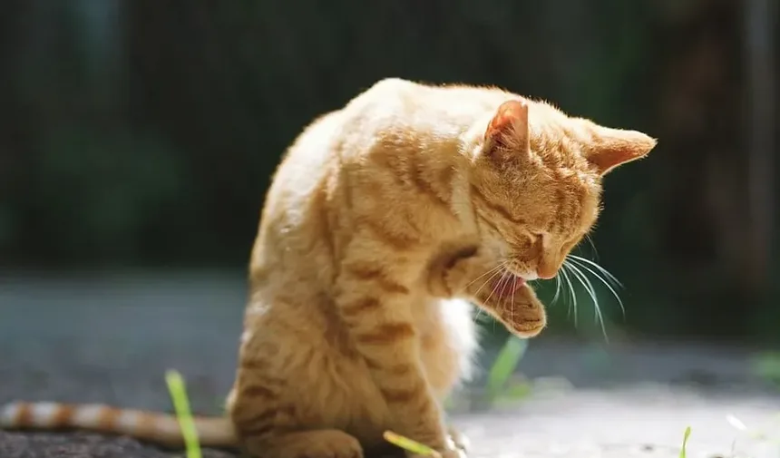 Remédio Caseiro para Inchaço no Rosto do Gato por Alergias: Soluções Eficazes