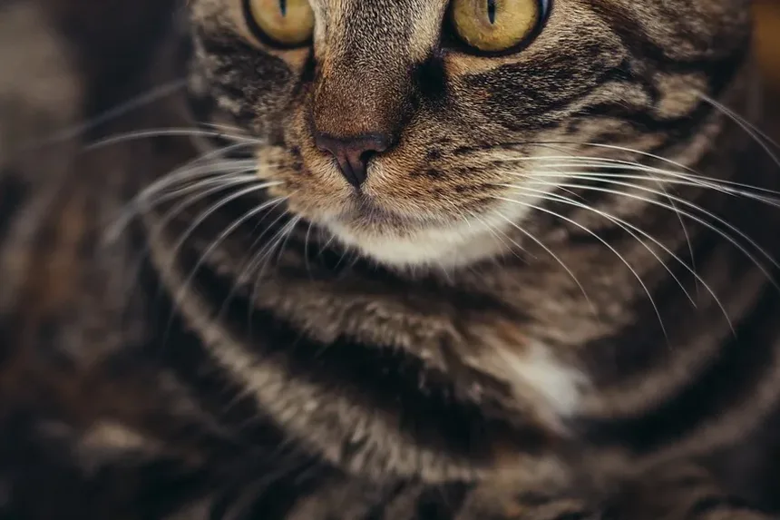 Remédio Caseiro para Inchaço no Rosto do Gato por Alergias: Soluções Eficazes