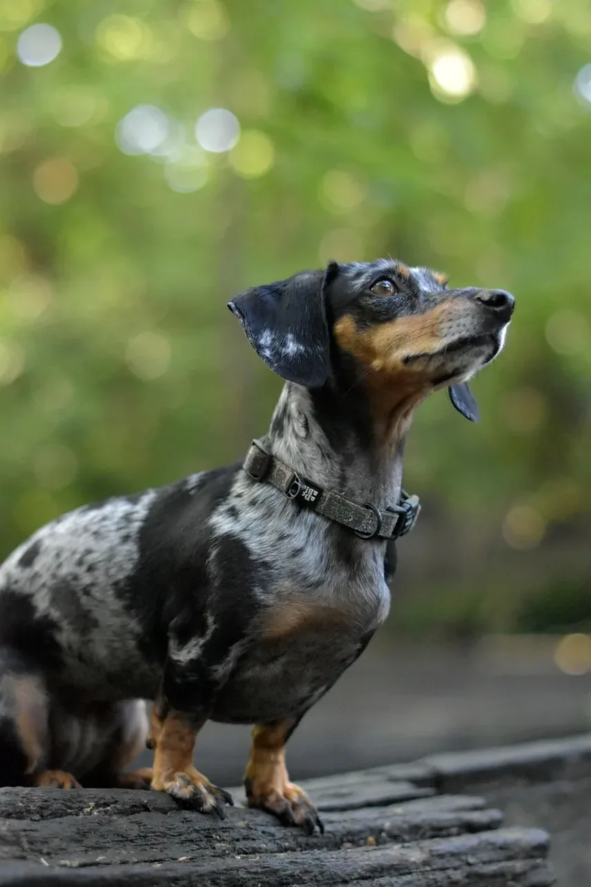 Como Limpar Melhor os Olhos dos Cães: Um Guia Completo