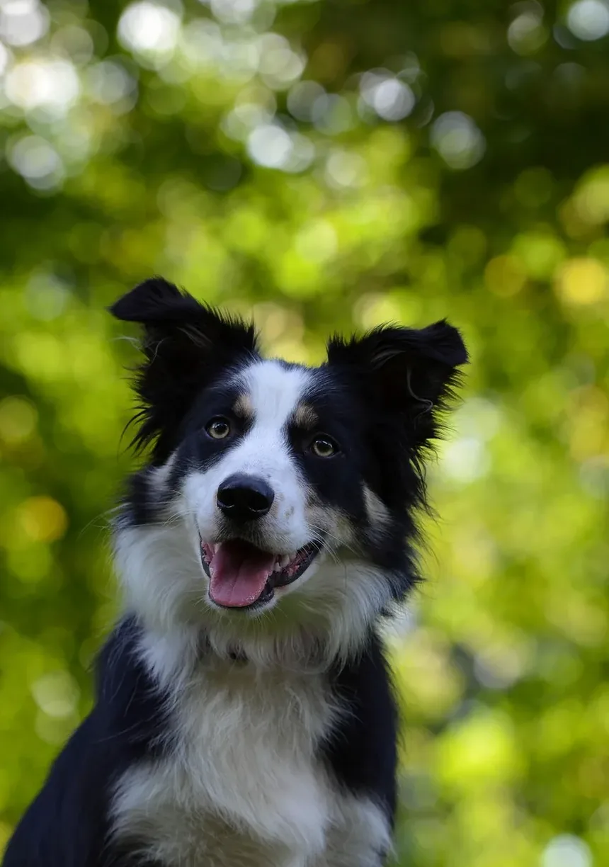 Como Limpar Melhor os Olhos dos Cães: Um Guia Completo