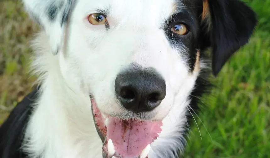 Como Limpar Melhor os Olhos dos Cães: Um Guia Completo