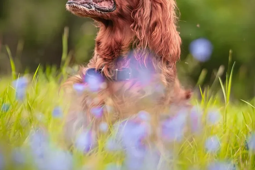 Como Limpar Melhor os Olhos dos Cães: Um Guia Completo