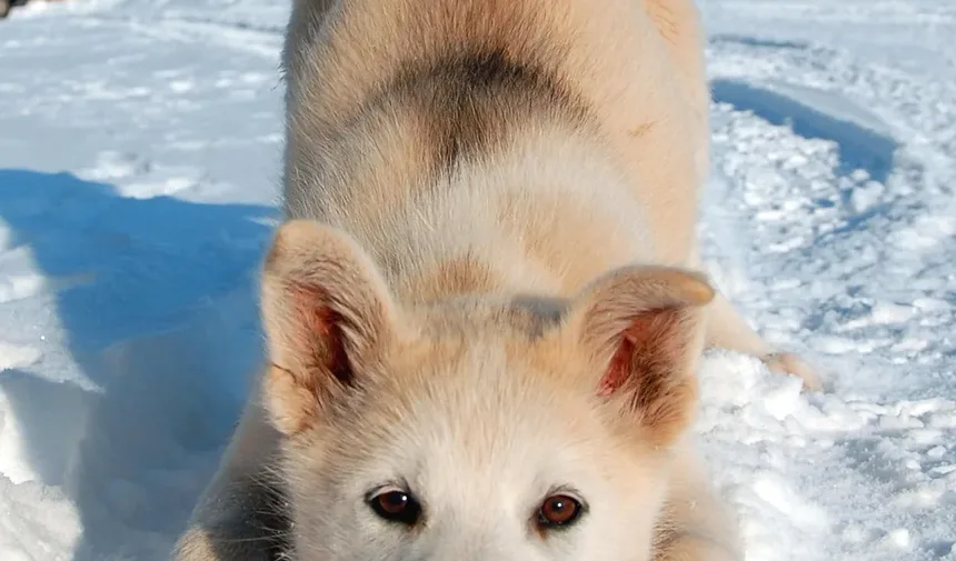 Com que Frequência Posso Cortar as Unhas do Meu Cão para Encurtar a Parte Viva?