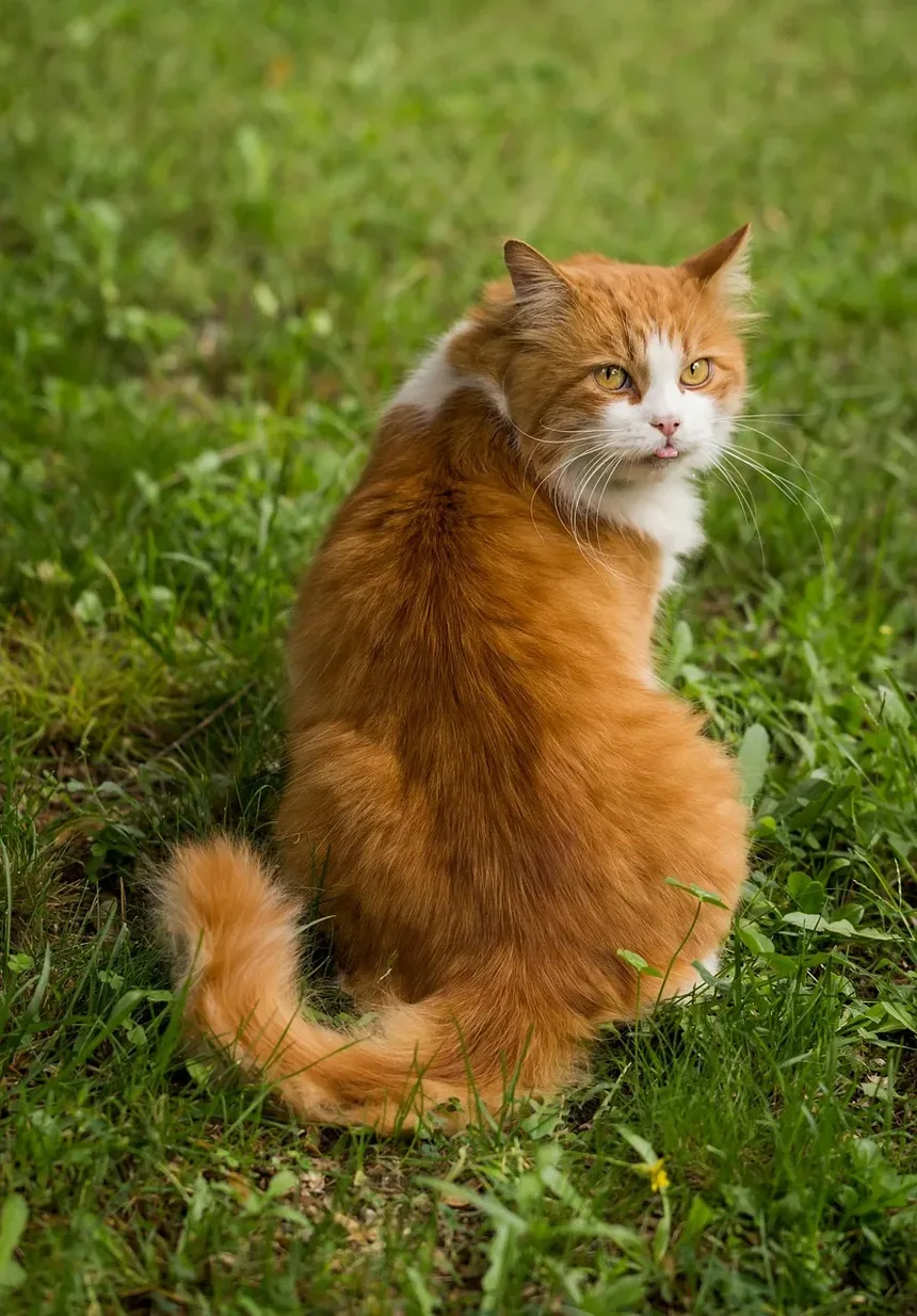 Como Alimentar Meu Gato com uma Dieta Natural: Um Guia Completo