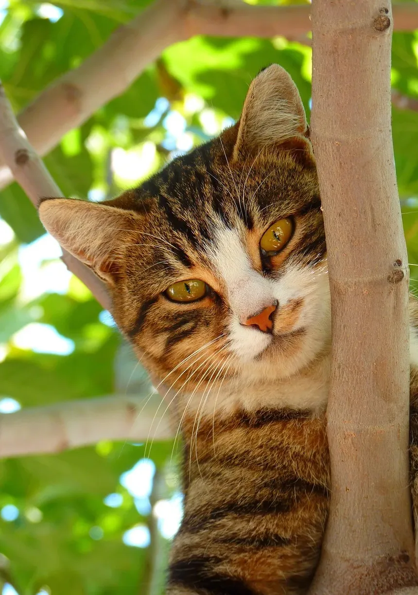 Como Alimentar Meu Gato com uma Dieta Natural: Um Guia Completo