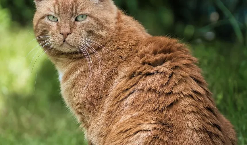 Como Alimentar Meu Gato com uma Dieta Natural: Um Guia Completo