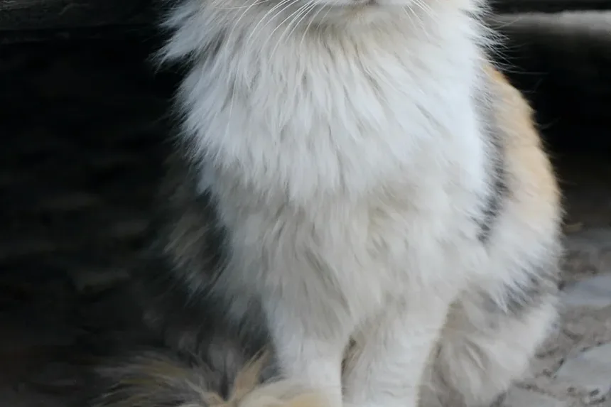 Como Alimentar Meu Gato com uma Dieta Natural: Um Guia Completo