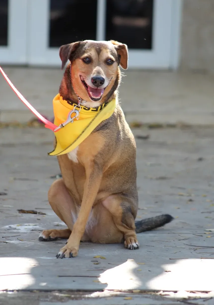 Como Ajudar um Cão com Ansiedade de Separação na Caixa
