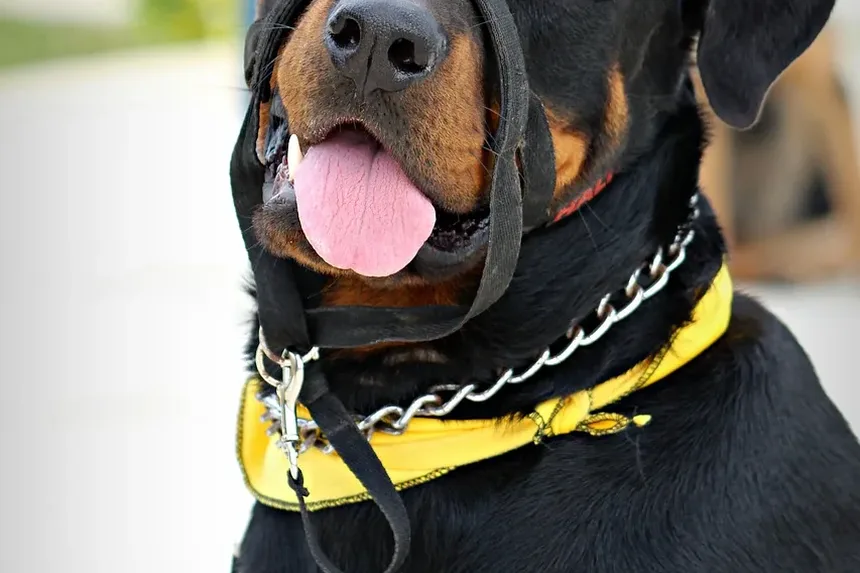 Como Ajudar um Cão com Ansiedade de Separação na Caixa