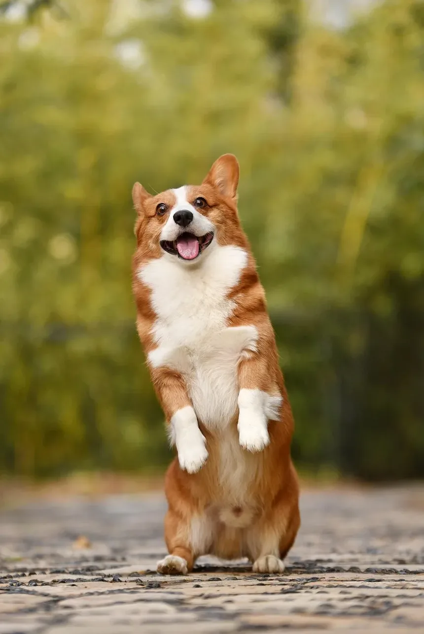 Como Saber se o Seu Cão é Alérgico à Carne Bovina