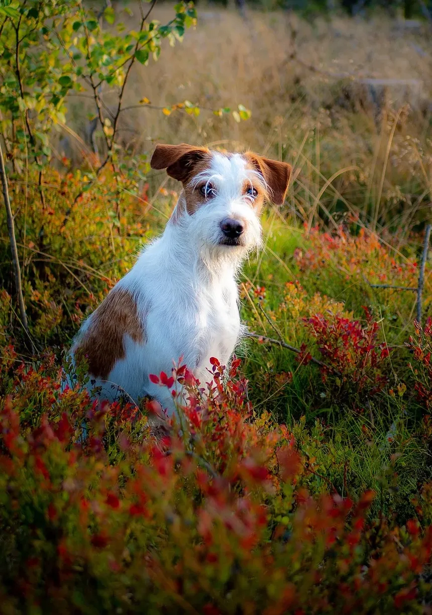 Como Saber se o Seu Cão é Alérgico à Carne Bovina
